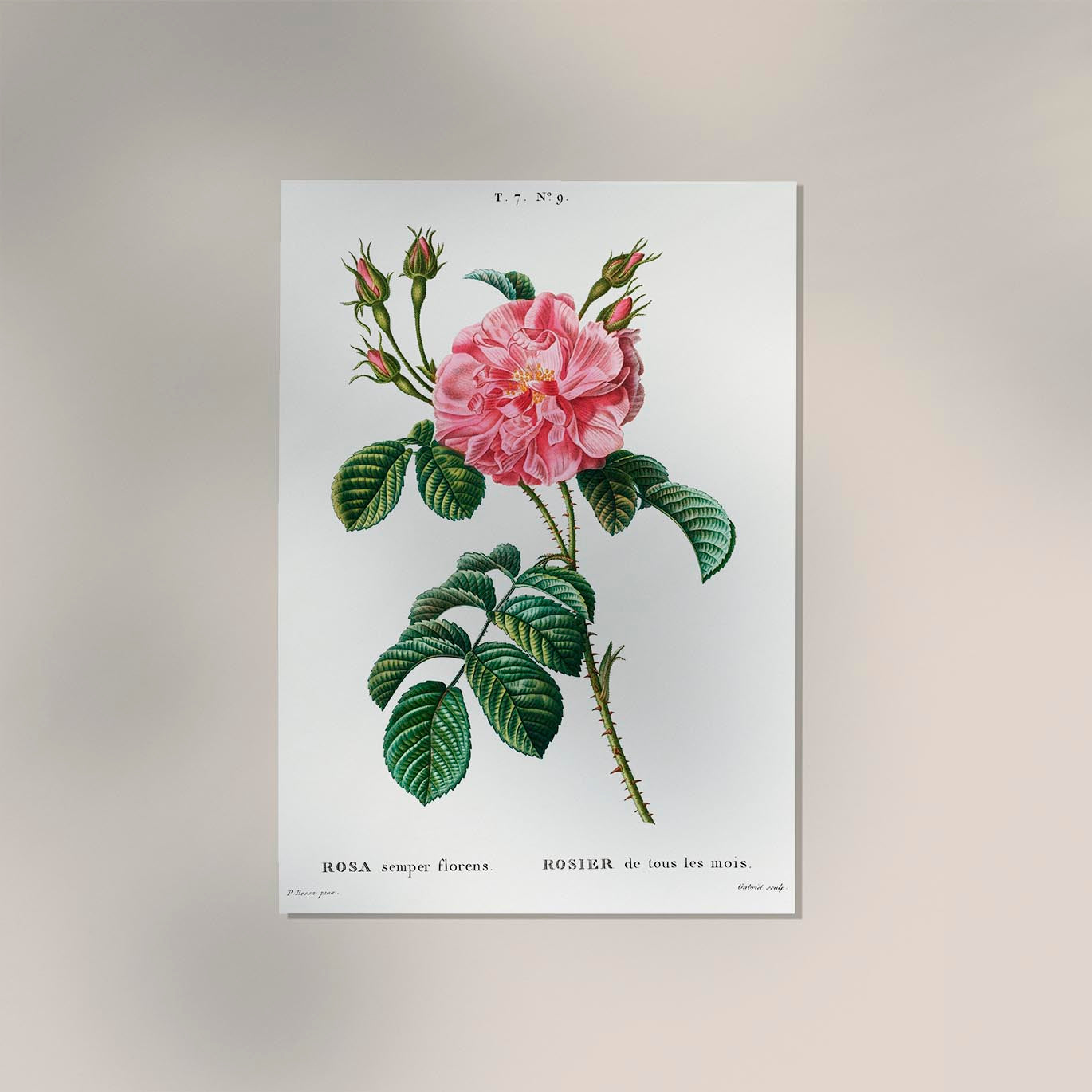 Rosa Chinensis Botanical Poster