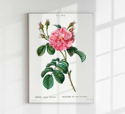 Rosa Chinensis Botanical Poster