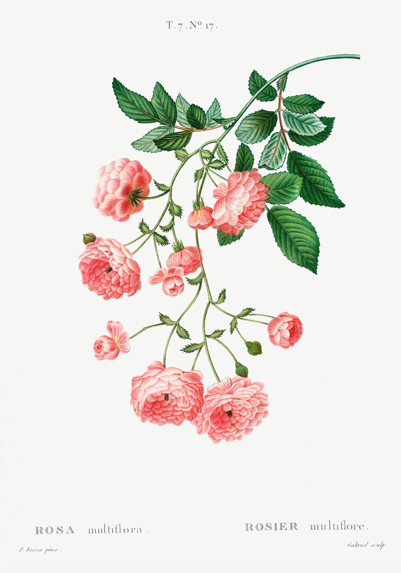 Rosa Multiflora Botanical Poster