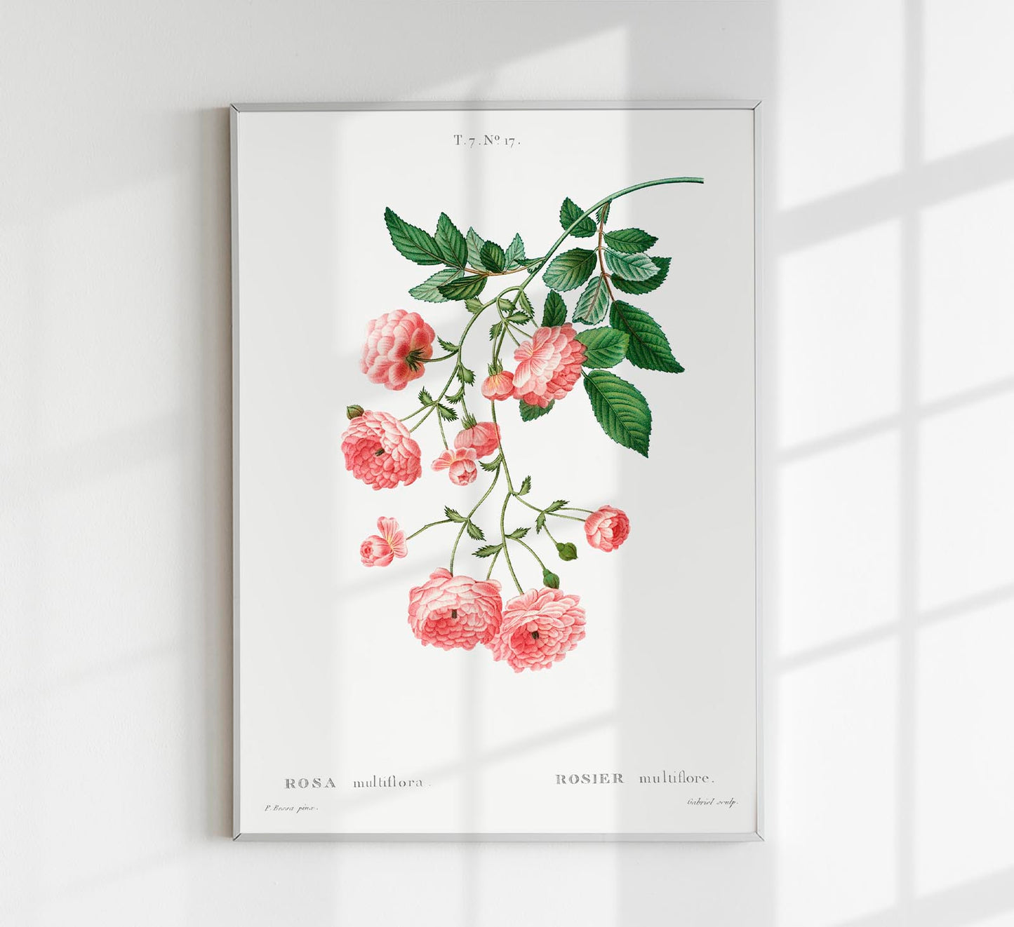 Rosa Multiflora Botanical Poster