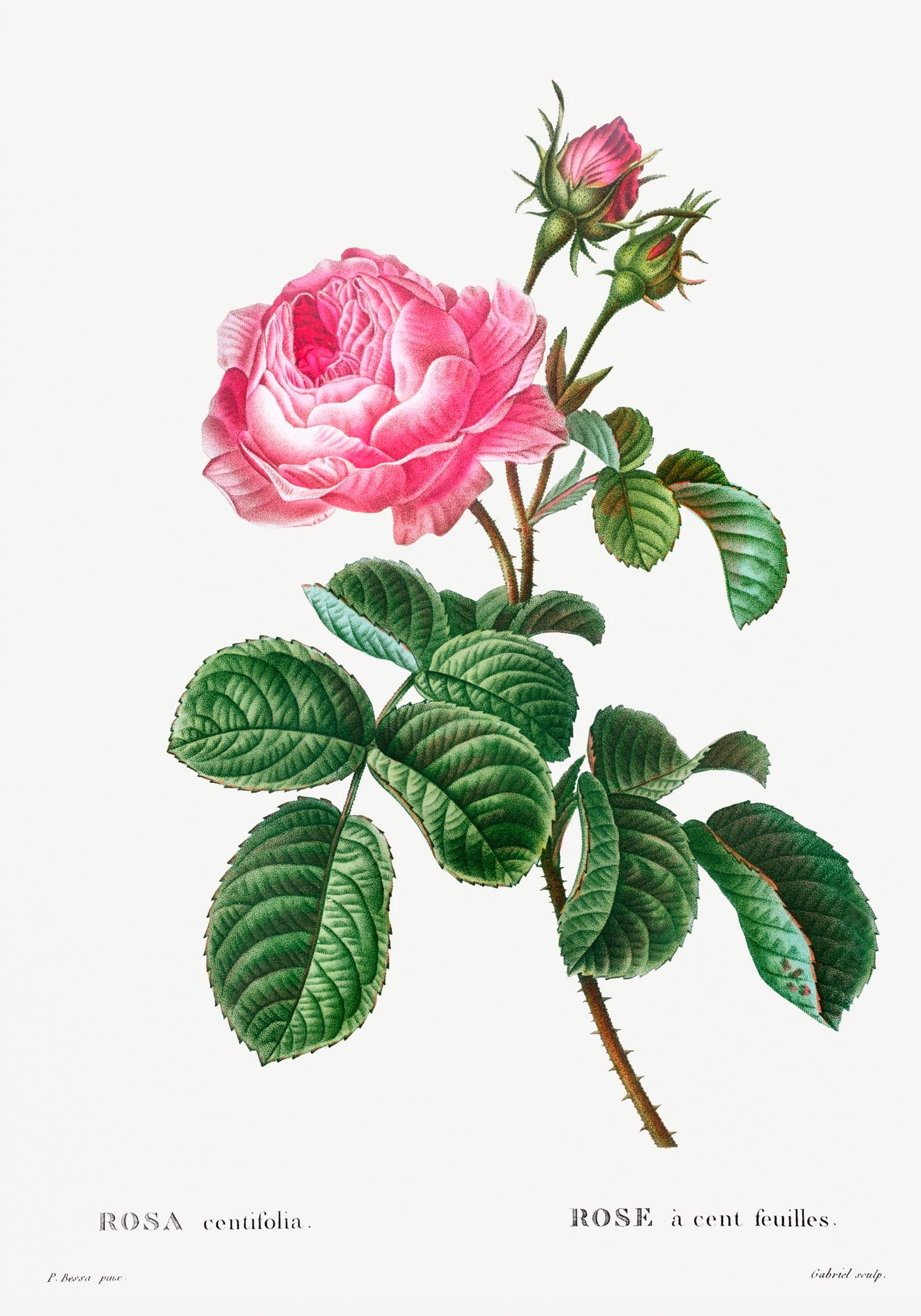 Rosa Centiflora Botanical Poster