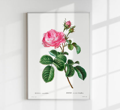 Rosa Centiflora Botanical Poster