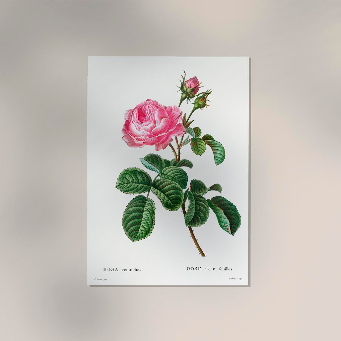 Rosa Centiflora Botanical Poster