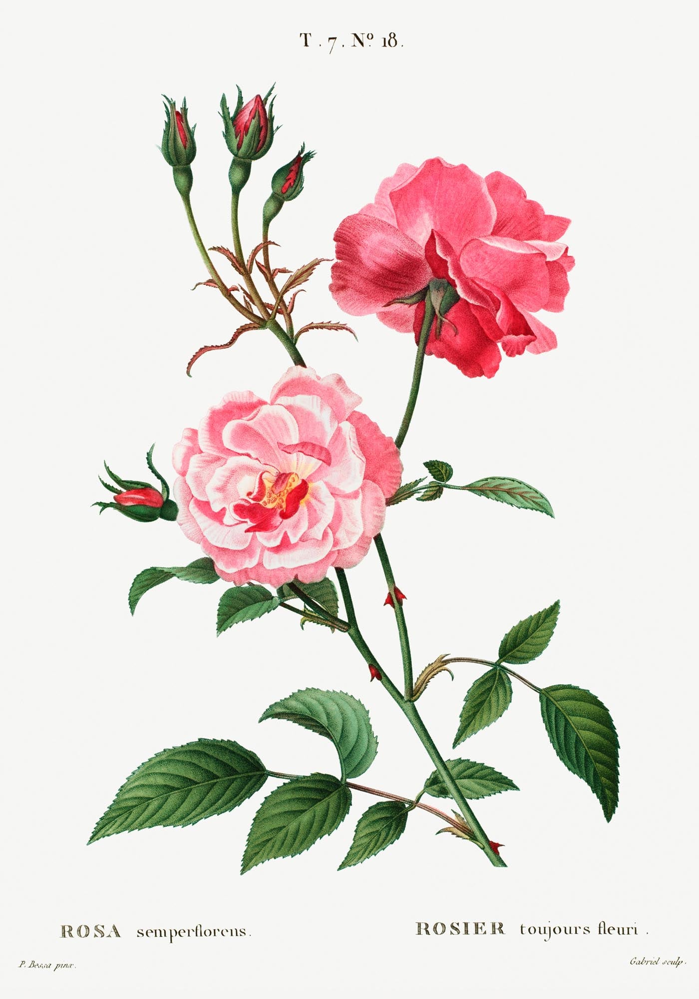 Rosa Semperfloreans Botanical Poster