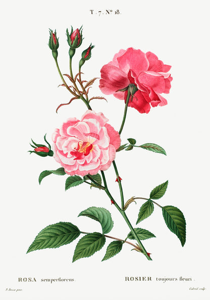 Rosa Semperfloreans Botanical Poster