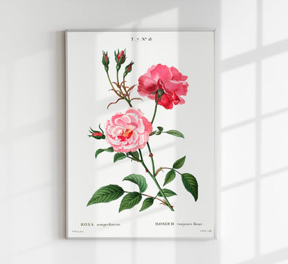 Rosa Semperfloreans Botanical Poster