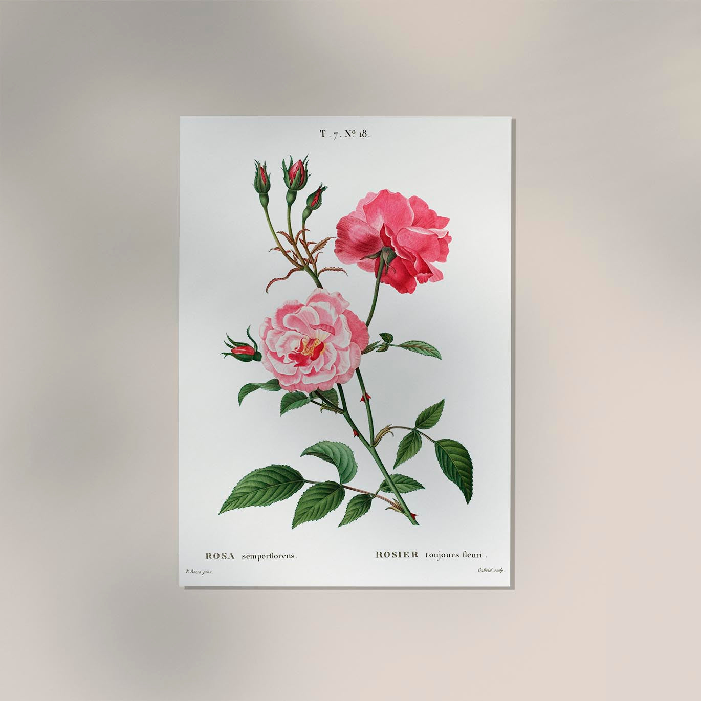 Rosa Semperfloreans Botanical Poster