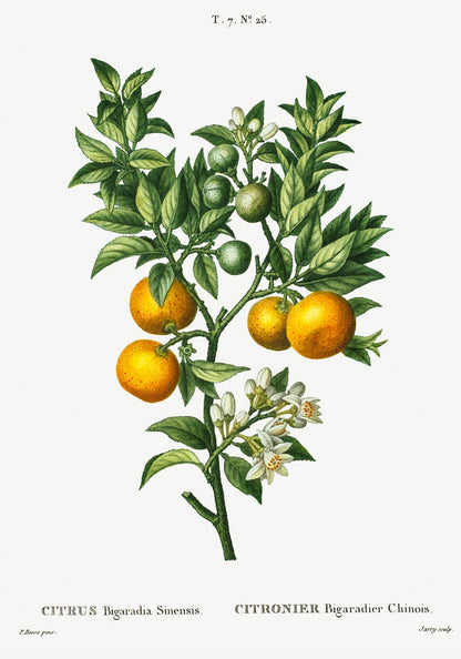 Bitter Orange Botanical Poster