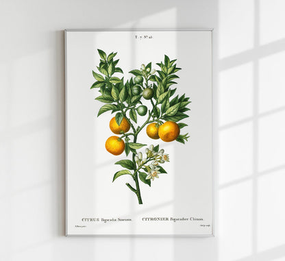 Bitter Orange Botanical Poster