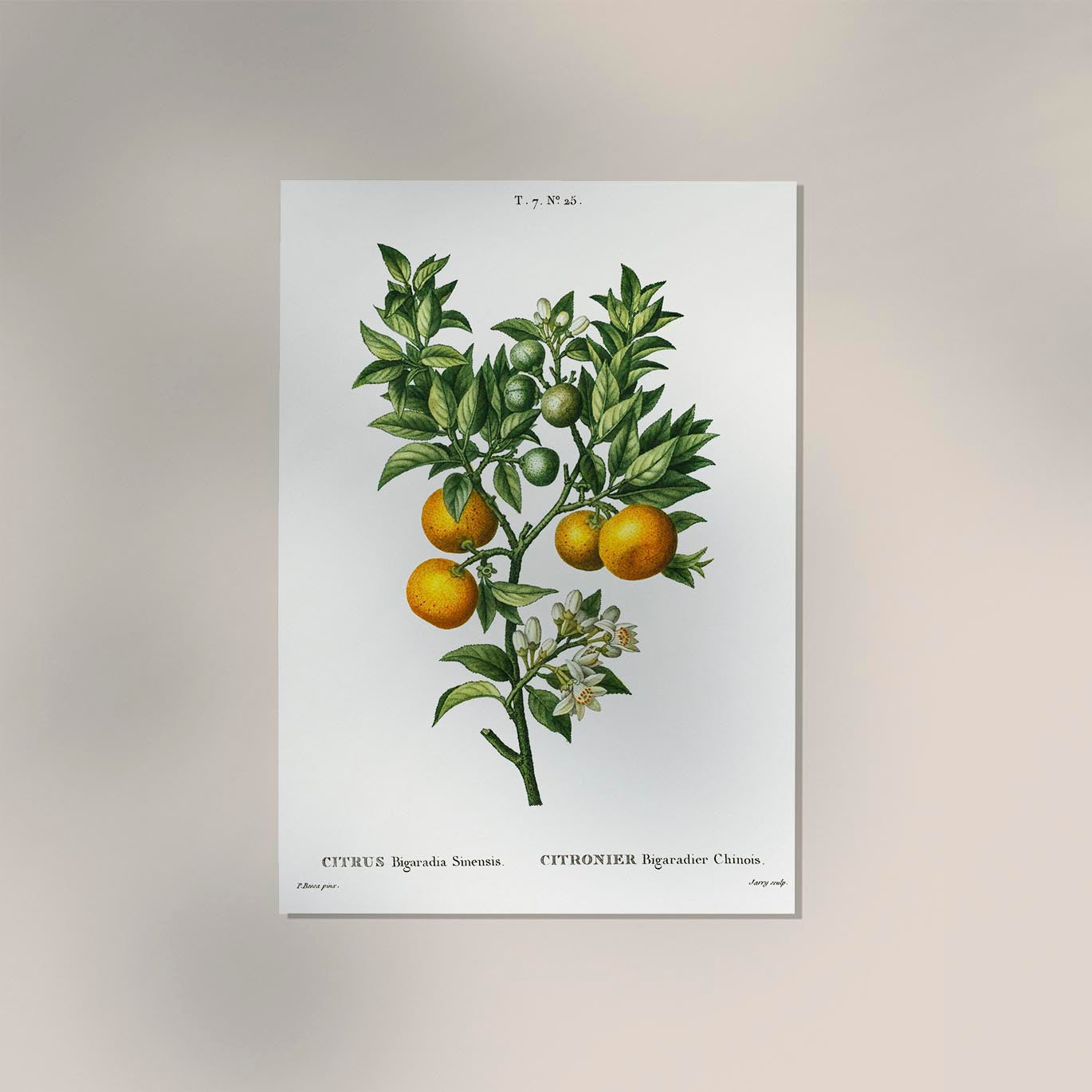 Bitter Orange Botanical Poster