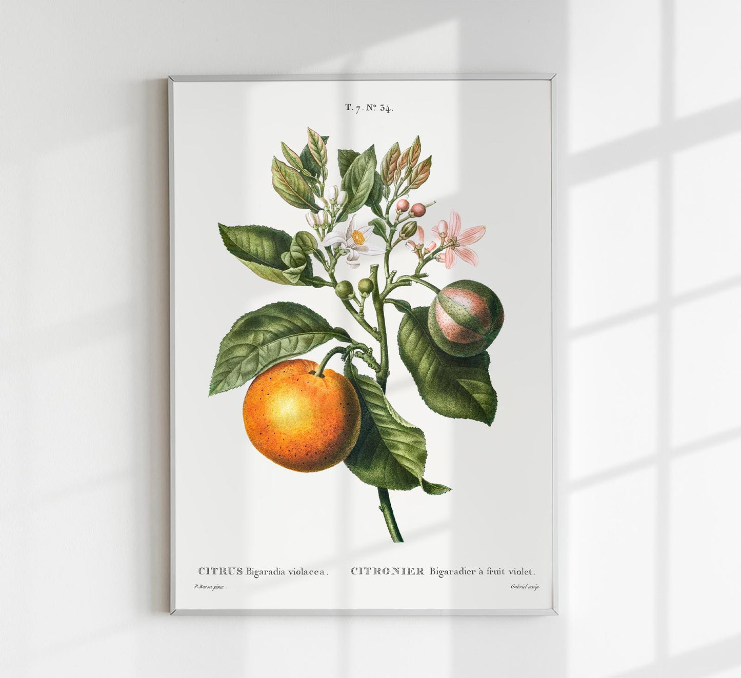 Bitter Orange flower Poster