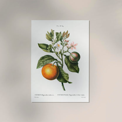 Bitter Orange flower Poster