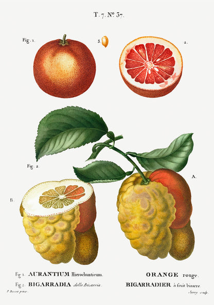 Citrus Chart Botanical Poster