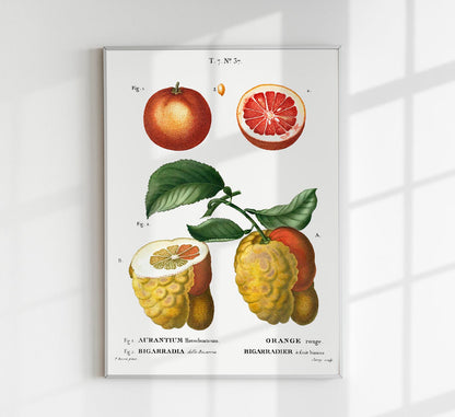 Citrus Chart Botanical Poster