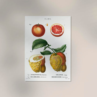 Citrus Chart Botanical Poster