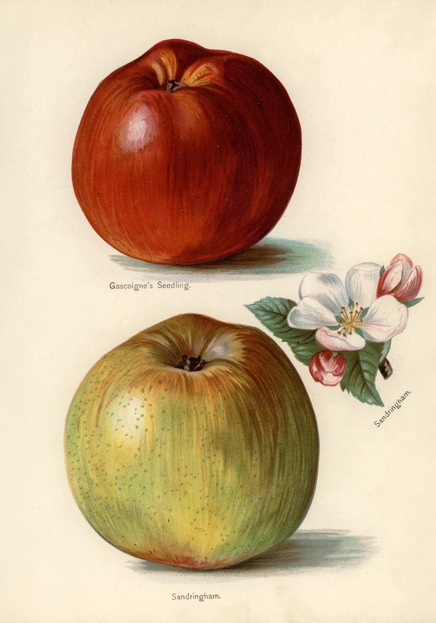 Gascoigne Sandringham Apples Fruit Poster