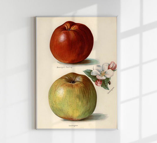 Gascoigne Sandringham Apples Fruit Poster