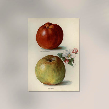 Gascoigne Sandringham Apples Fruit Poster