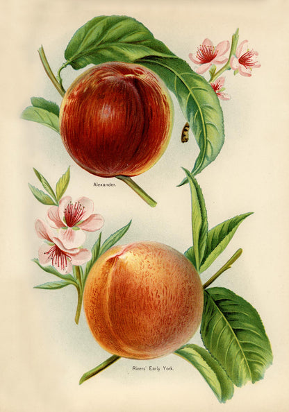 Alexander Early York Peaches Fruit Poster