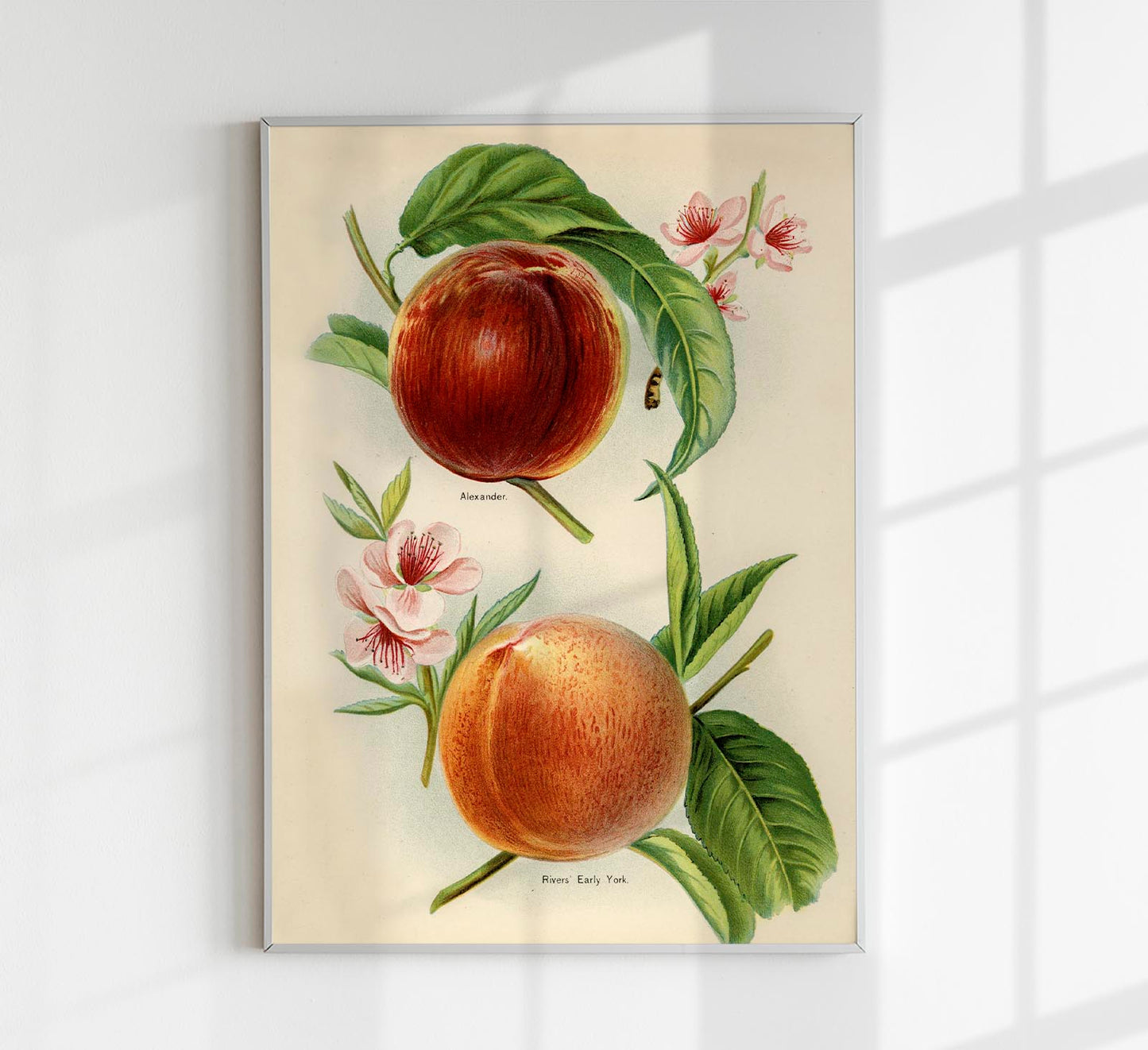 Alexander Early York Peaches Fruit Poster