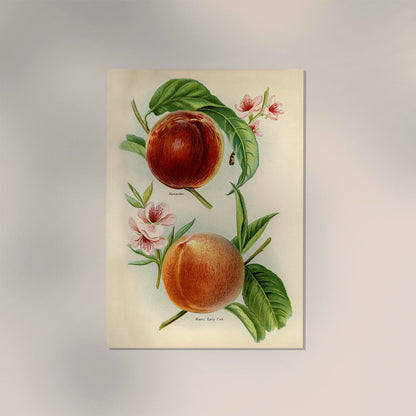 Alexander Early York Peaches Fruit Poster