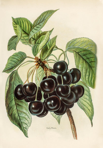 Early Rivers Cherries Fruit Poster