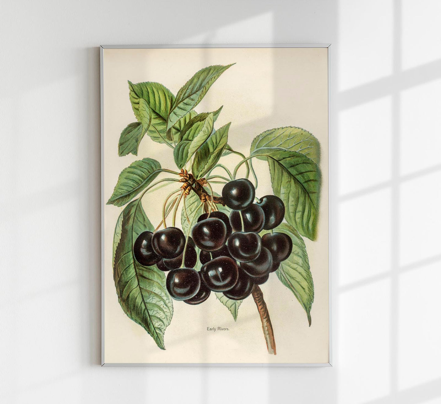 Early Rivers Cherries Fruit Poster