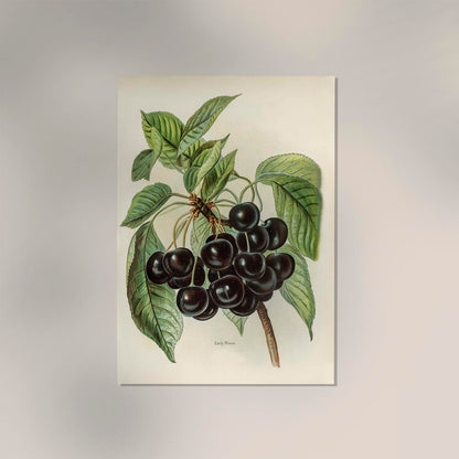 Early Rivers Cherries Fruit Poster