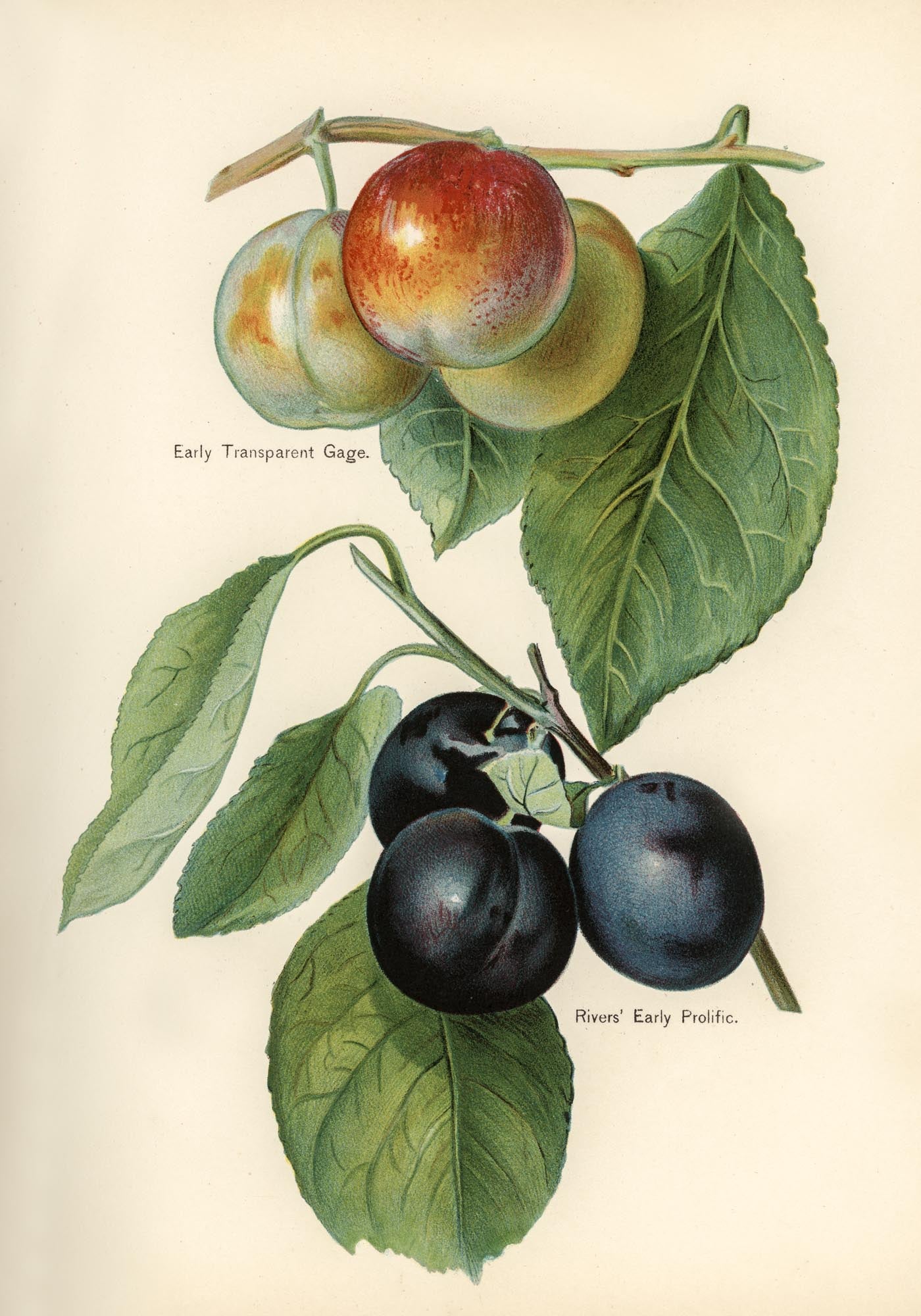 Gage Rivers Early Prolific Cherries Fruit Poster