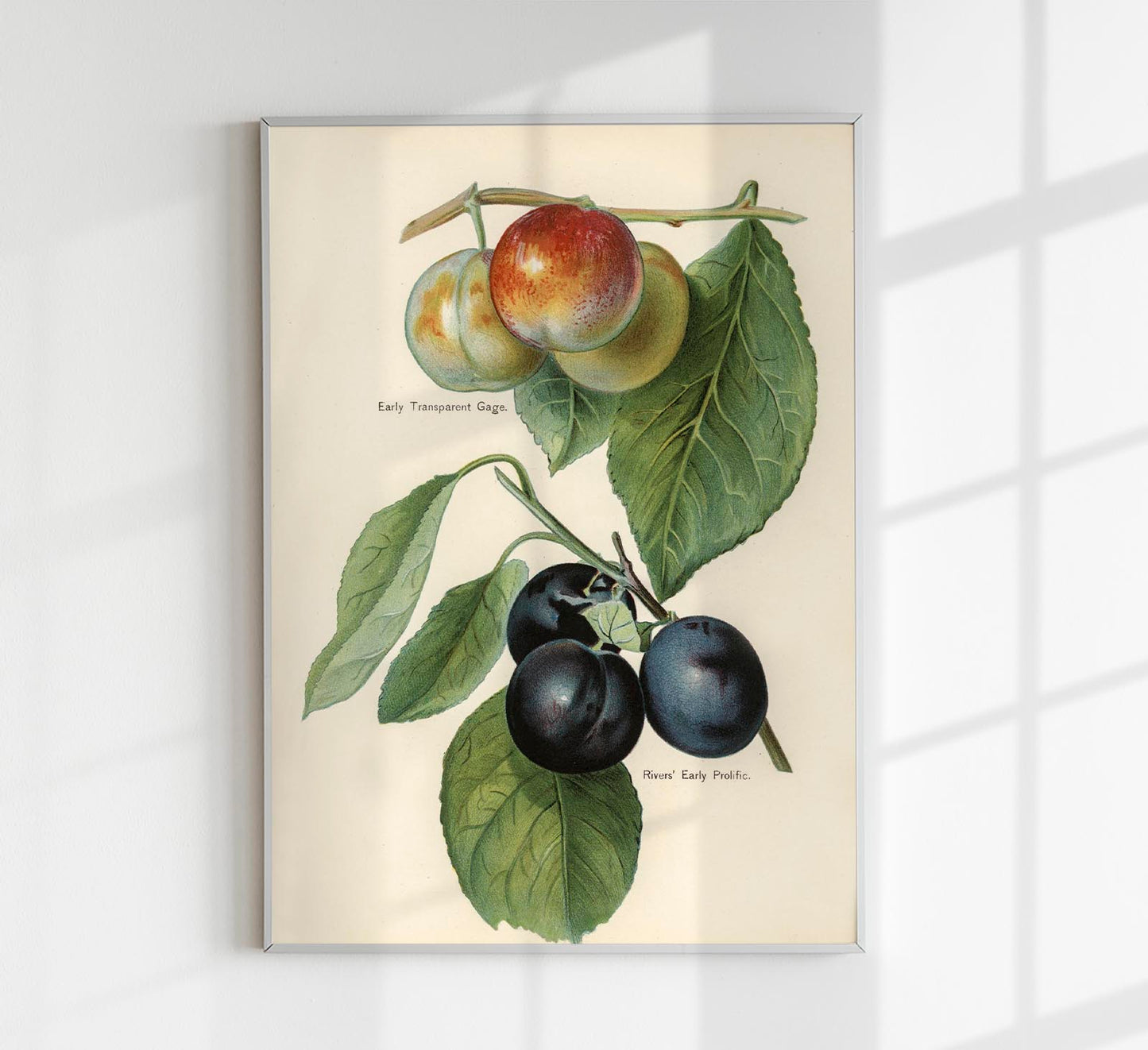 Gage Rivers Early Prolific Cherries Fruit Poster