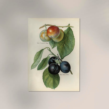 Gage Rivers Early Prolific Cherries Fruit Poster