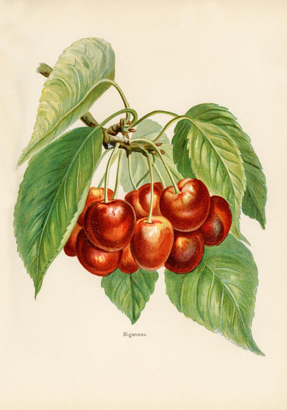 Bigarreau Cherries Fruit Poster