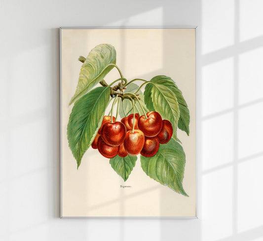 Bigarreau Cherries Fruit Poster