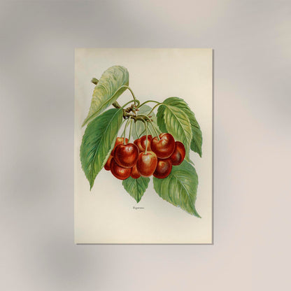 Bigarreau Cherries Fruit Poster