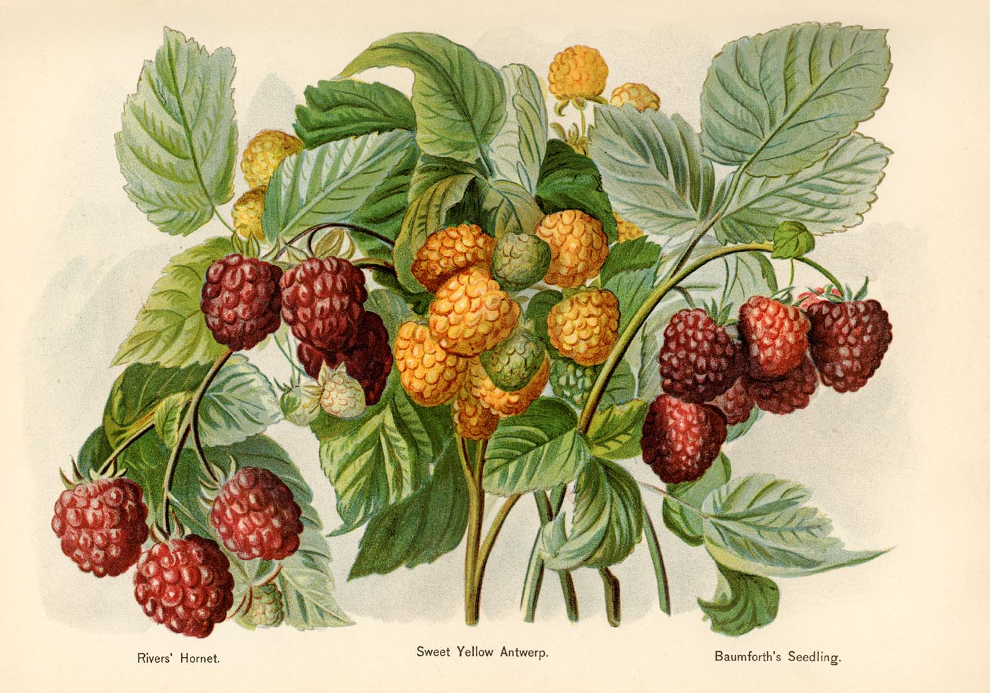 Sweet Yellow Baumforth Raspberries Fruit Poster