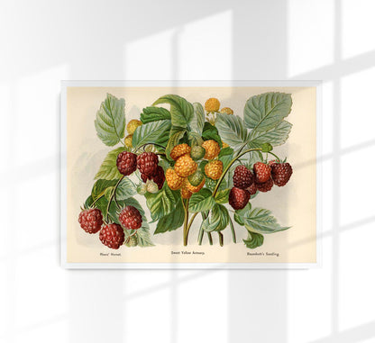 Sweet Yellow Baumforth Raspberries Fruit Poster