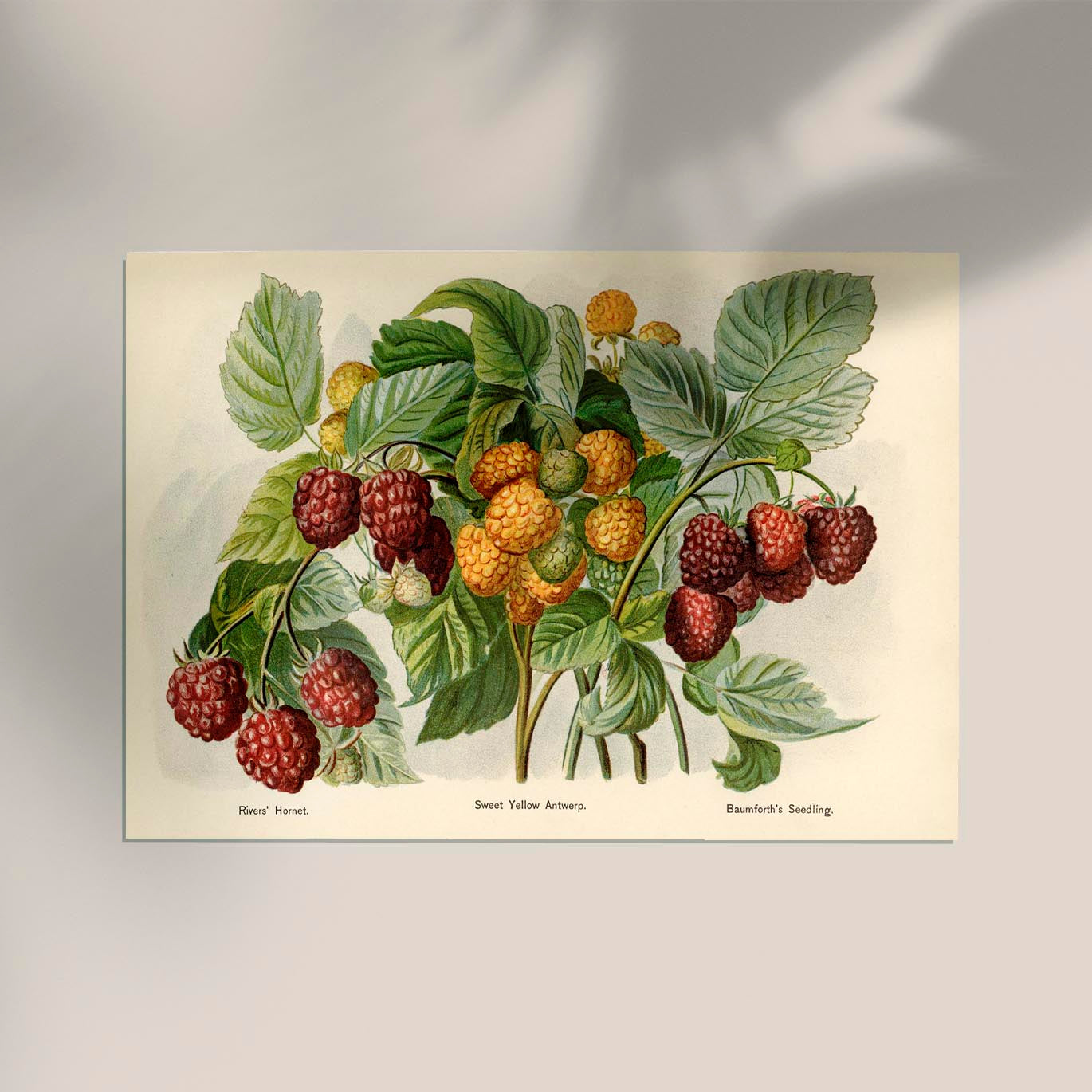 Sweet Yellow Baumforth Raspberries Fruit Poster