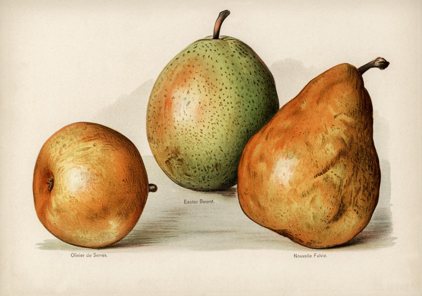 Olivier Easter Nouvelle Pears Fruit Poster