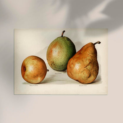 Olivier Easter Nouvelle Pears Fruit Poster