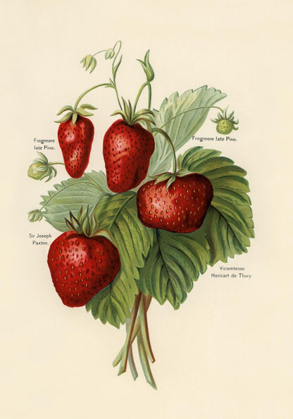 Frogmore Vicomtesse Strawberries Fruit Poster