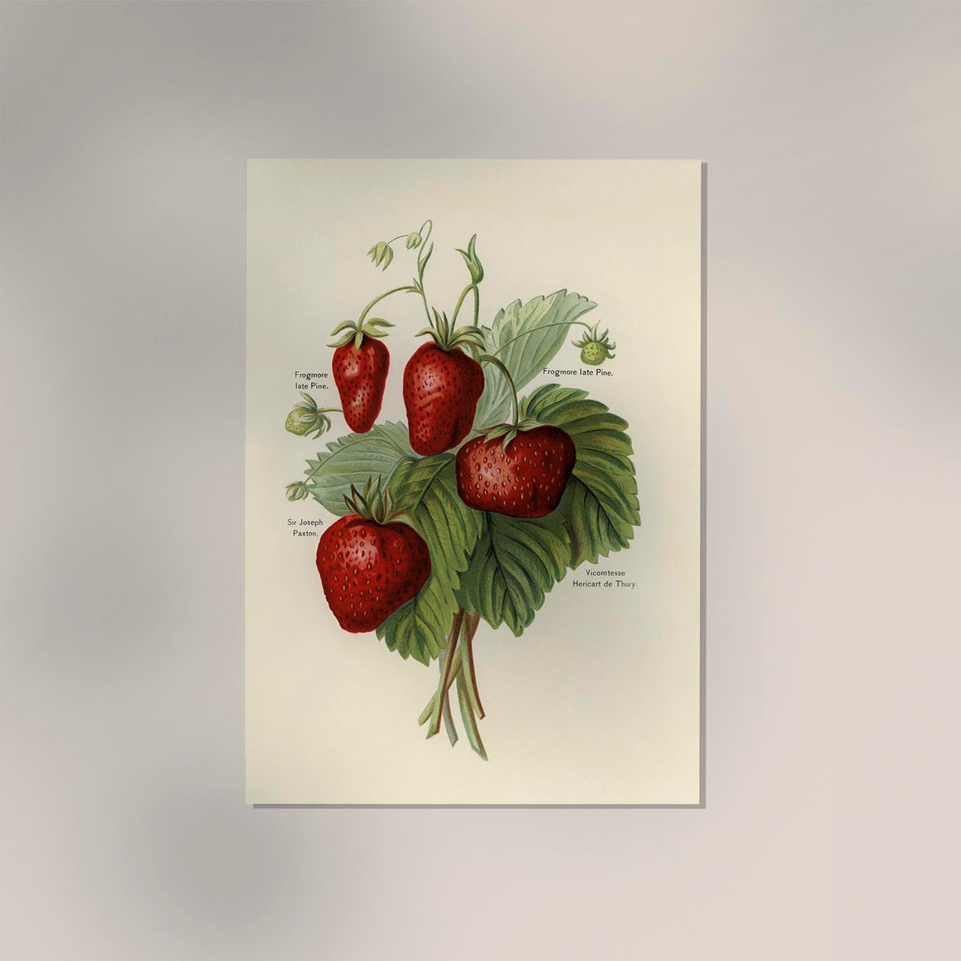 Frogmore Vicomtesse Strawberries Fruit Poster