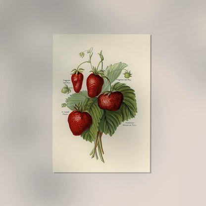 Frogmore Vicomtesse Strawberries Fruit Poster