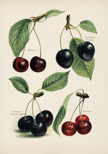 Morello Mayduke Cherries Fruit Poster