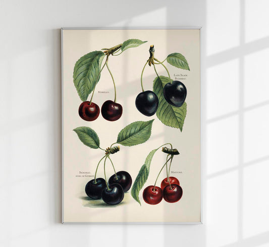 Morello Mayduke Cherries Fruit Poster