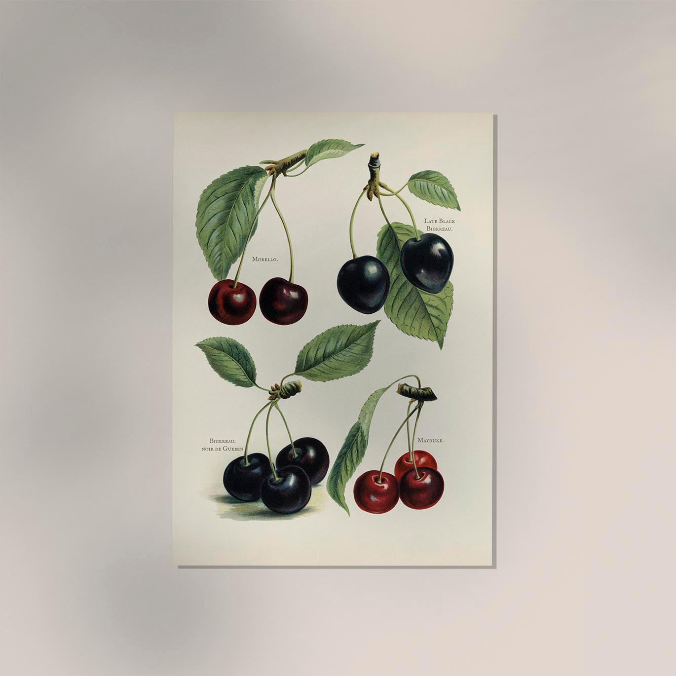 Morello Mayduke Cherries Fruit Poster