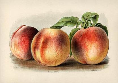 Nectarine Peach Fruit Poster