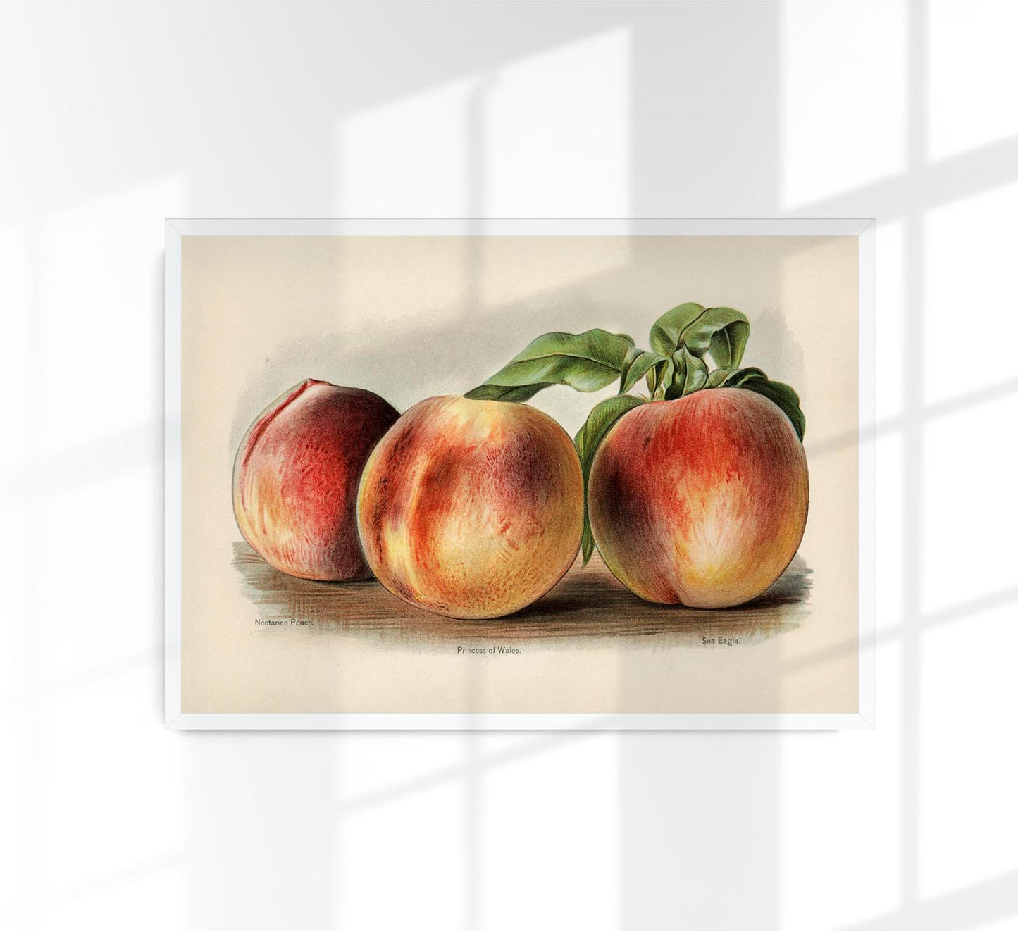 Nectarine Peach Fruit Poster