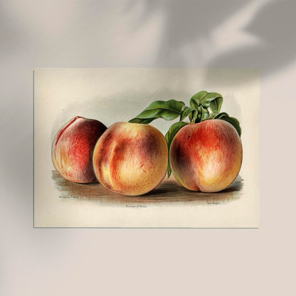 Nectarine Peach Fruit Poster