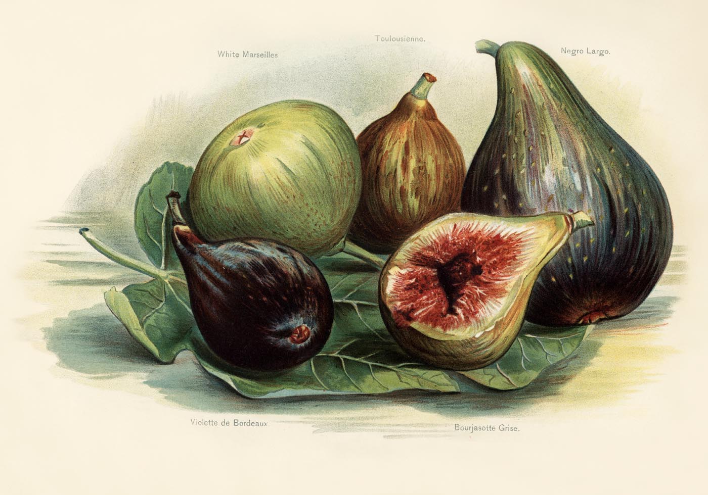 White Marseilles Figs Fruit Poster