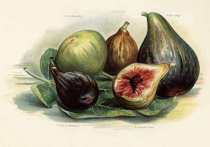 White Marseilles Figs Fruit Poster